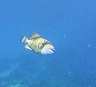 Fisch am Riff
