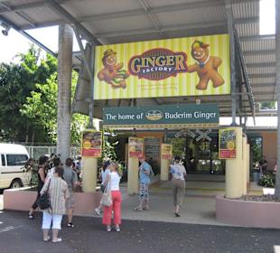 Ginger Factory