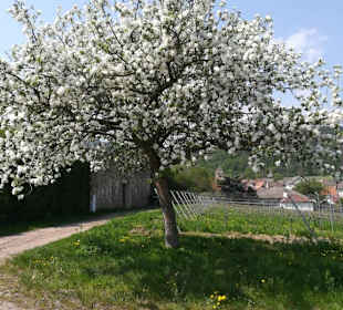  Alte Burg Gimmeldingen