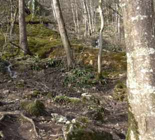 Gütersteiner Wasserfall