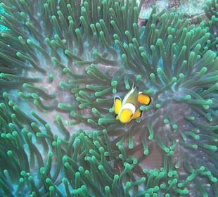 Clownfisch bei Koh Phi Phi