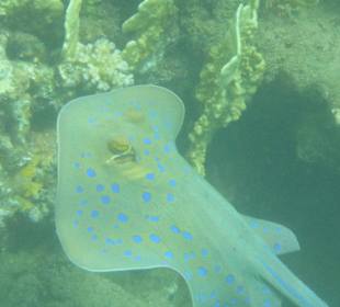 Schnorcheln Marsa Alam