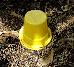 Lockstoff-Fallen in der Plantage