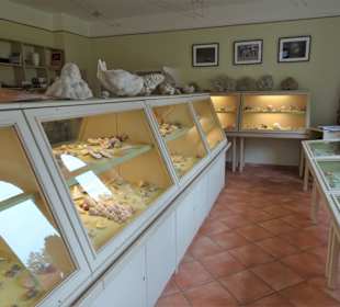 Rundgang durch das Muschelmuseum Wremen