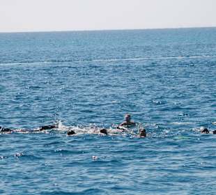 Delfin und Schnorcheltour