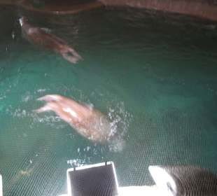 Aquarium / Oceanongrafic