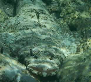 Teppichkrokodilfisch ca. 60 cm lang