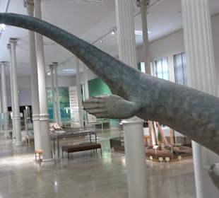 Staatliches Naturkunde Museum