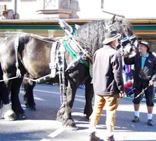 Ammerdorfer Bier 6er Span