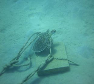 Eine der zwei Wasserschildkröten der Bucht