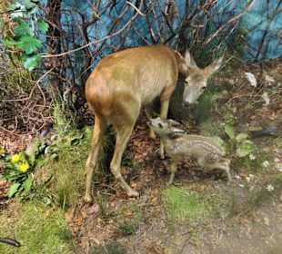 Abteilung "Feld und Flur" im Naturkundemuseum