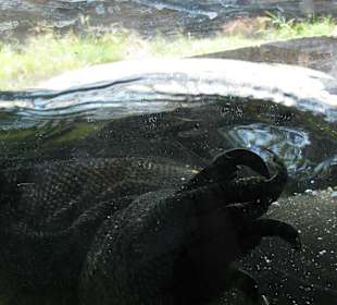 В зоопарке Бали