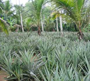 Besuch der Ananasplantage