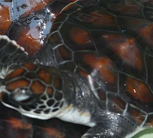 Baby Wasserschildkröten