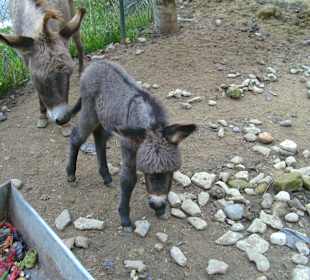 Im Tierpark
