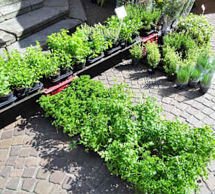 Rundgang über den Bremer Blumenmarkt im Frühling