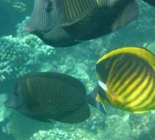 Fischvielfalt am Riff