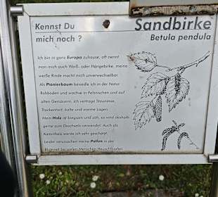 Sandbirke