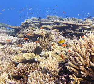 Unterwasserwelt am Roten Meer