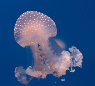Größere Qualle