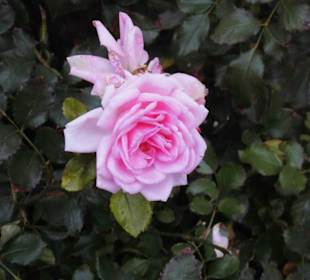 Die Mendelssohn Rose hinter dem Haus
