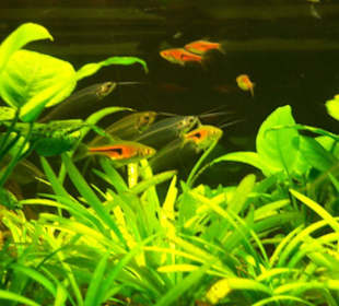 Aquarium in Erfurt