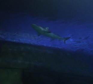 Sea Life
