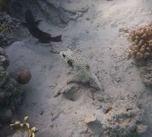 Tierwelt unter Wasser