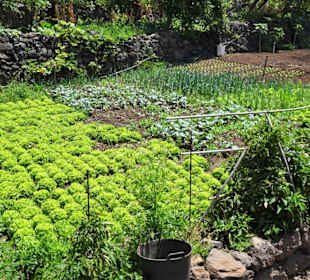 Impressionen von der Fajã dos Padres