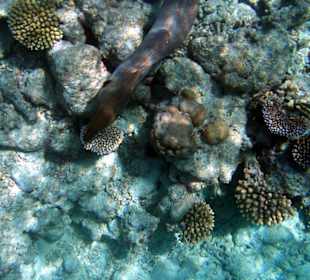 Faszinierende Unterwasserwelt