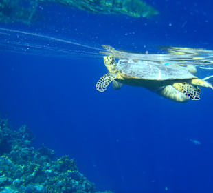 Schildkröte am Hausriff