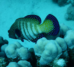 Das Außenriff ein Gedicht