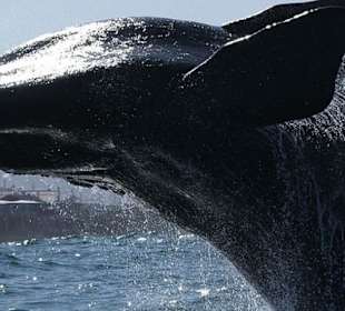 Whale Watching Hermanus