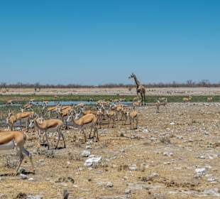 Am Rietfontein Wasserloch