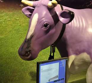 Die lila Kuh als Kultobjekt im Museum