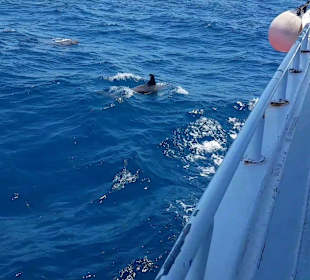 Delfin Tour Hurghada