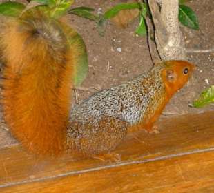 Kleiner Restaurantbesucher