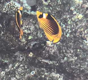 Schnorcheln Nabq Bay