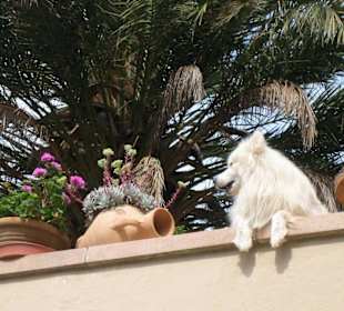 Fornalutx - mallorqinischer Wachhund...