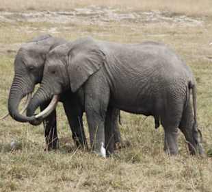 Amboseli