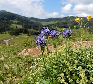 Grünten / Burgberger Hörnle
