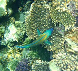 Fisch