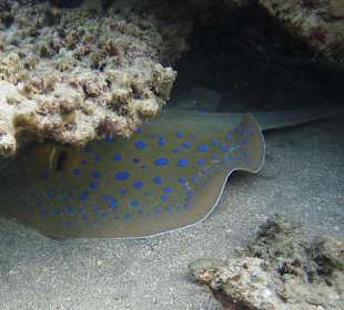 Blaufleckenstechrochen