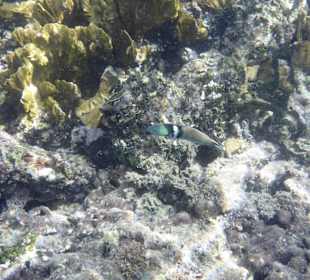 Unter Wasser am Hausriff