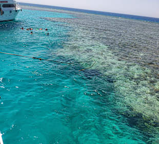 Mogli Delfine & Freunde Ltd.