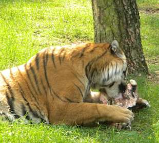 Tiger beim Fressen