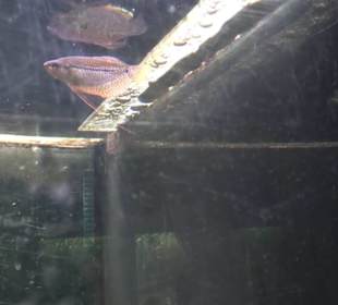 Aquarium