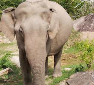 Majestätische Tiere
