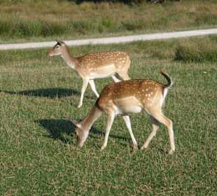 Hochwildschutzpark: Rehe frei laufend