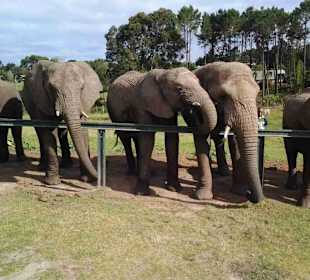 Knynsa Elephant Park